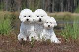 BICHON FRISE 395